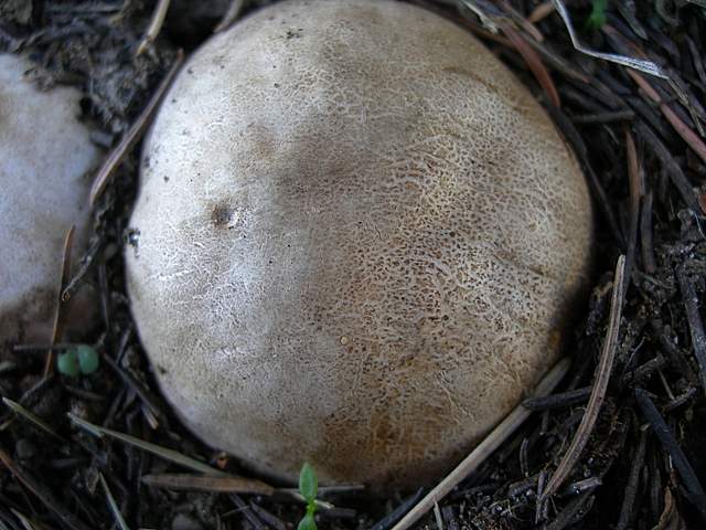 Funghi degli areali esposti